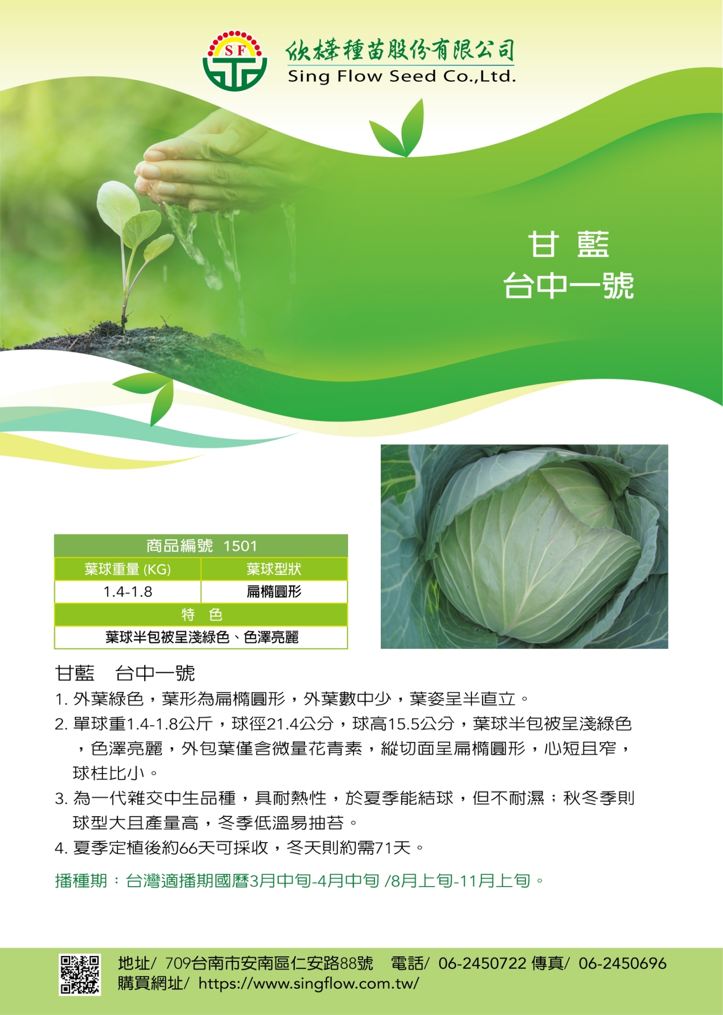 甘藍 清夏一號(舊稱為台中1號) 高麗菜種子